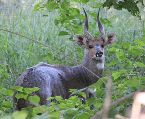 Trophy Bushbuck Hunting In South Africa | Big Game Hunting Adventures