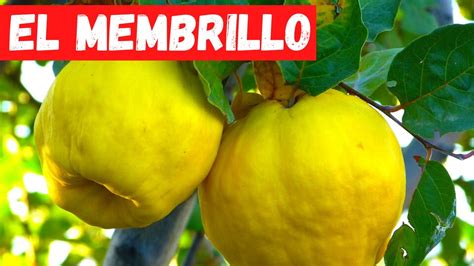 EL ARBOL Del MEMBRILLO DESCUBRE Todo SOBRE El MEMBRILLERO YouTube