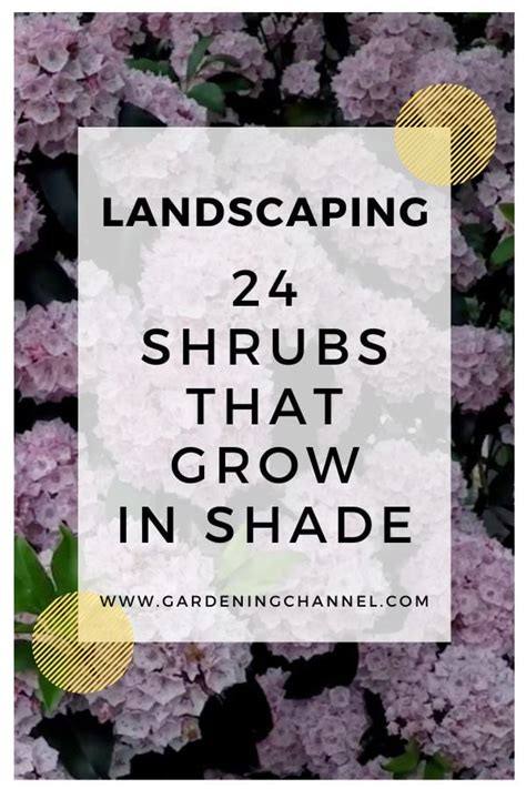 24 Shrubs That Grow In Partial Or Full Shade Gardening Channel