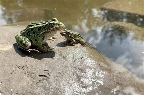 Team releases endangered northern leopard frog tadpoles into B.C. wetlands - Terrace Standard