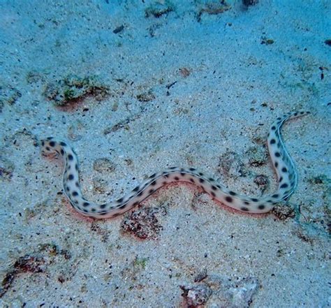 Tiger Snake Eel Fishes Of The Galapagos INaturalist