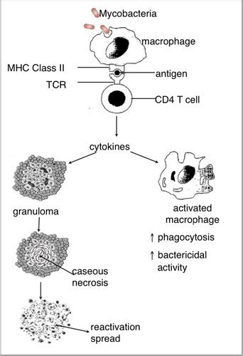 Lecture 6 - Bacterial pathogenesis: examples of bacterial disease ...