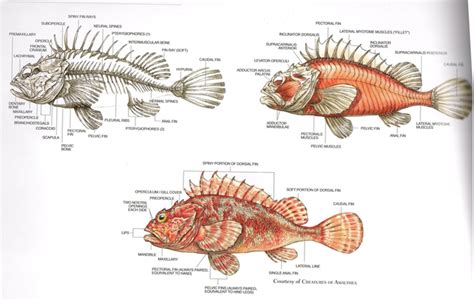 Fish skeleton and muscles diagram