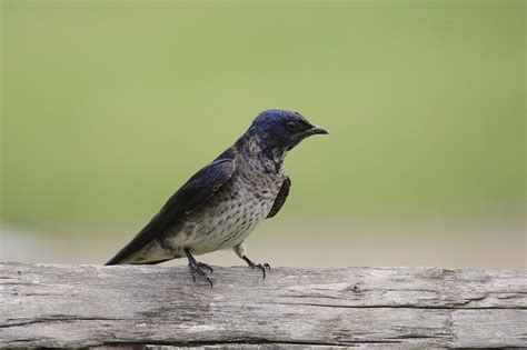 Birds In Indiana: 27 Most Impressive And Colorful Species In This State