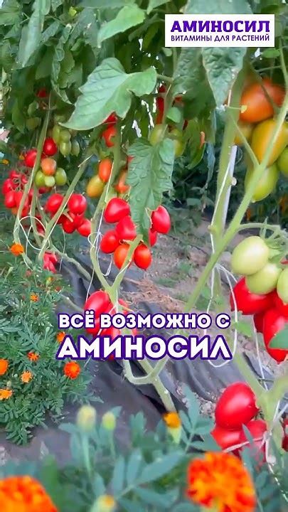 Аминосил универсальный для овощей #аминосил #растения #огород # ...