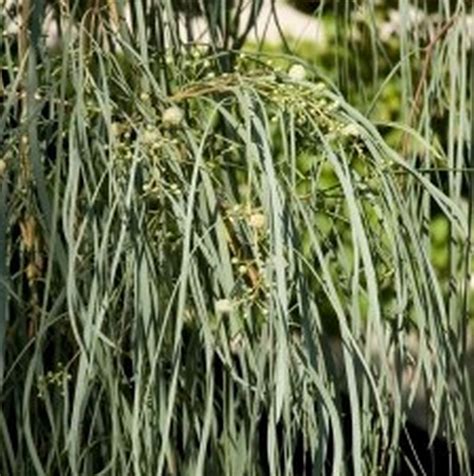 Shoestring Acacia Tree