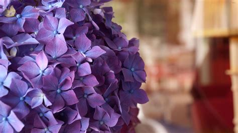 🔥 [40+] Purple Hydrangea Wallpapers | WallpaperSafari