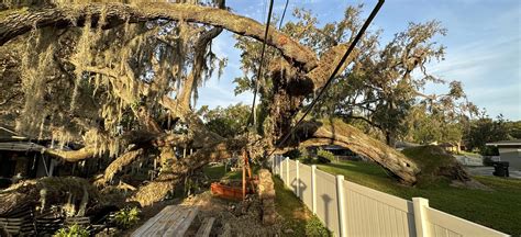 Affordable Tree Service Land Clearing Lakeland Fl