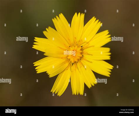 A Yellow Hawkweed Hieracium Caespitosum Flower Stock Photo Alamy