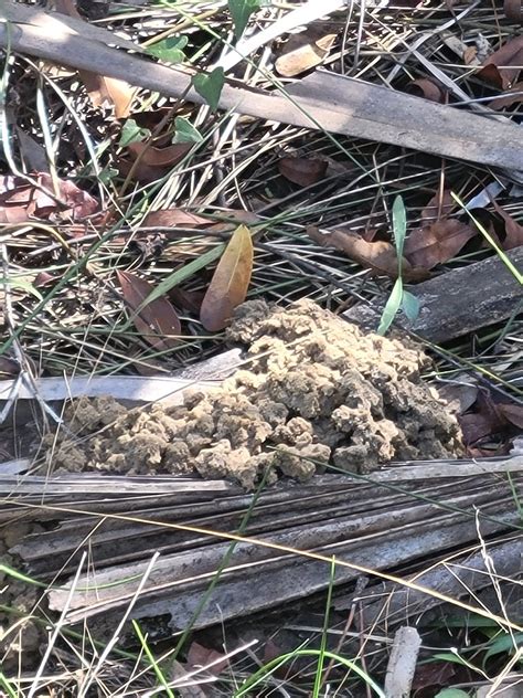 Black Bear Scat Sovi Black Bear Scat Found On Nature Trail Flickr