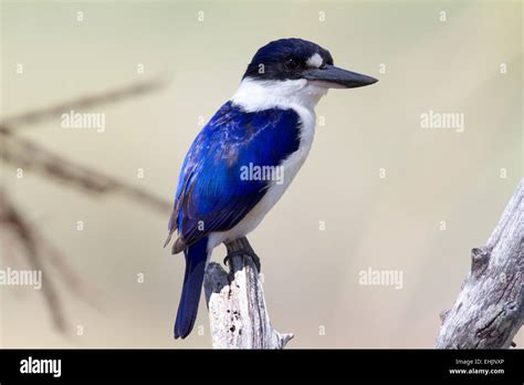 Forest kingfisher Stock Photo - Alamy