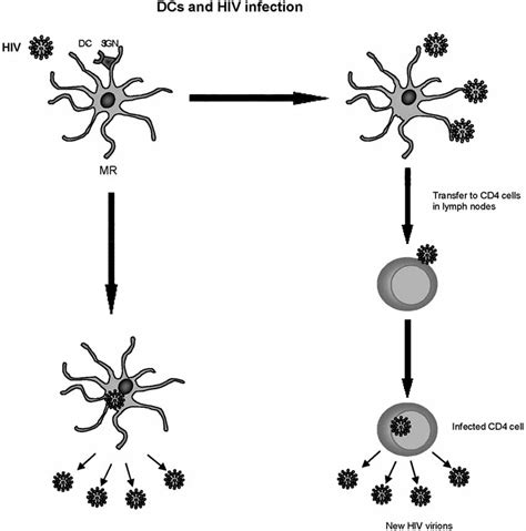 Differentiation of dendritic cells. Precursor dendritic cells (DC ...