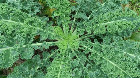 15 Best Kale Companion Plants To Grow And 3 To Avoid