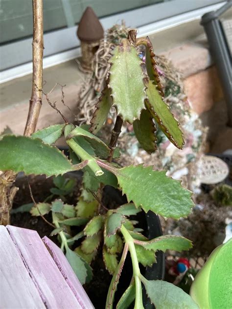 Flor Llamada Bruja Planta Misteriosa Y Cautivadora Teleflor