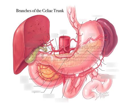 celiac trunk diagram quizlet