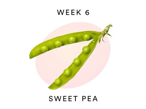 6 Weeks Pregnant Understanding Your Babys Development Bellabeat
