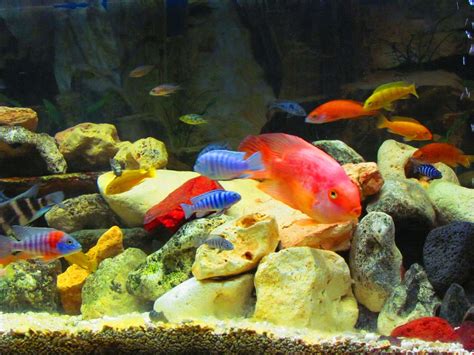 cichlid, Tropical, Fish Wallpapers HD / Desktop and Mobile Backgrounds
