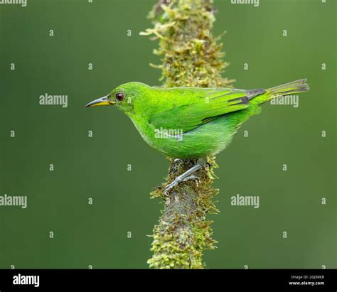 female green honeycreeper  res stock photography  images alamy