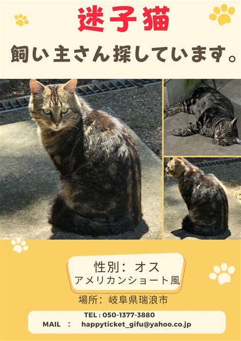 幸せの切符 迷い猫の飼い主さんを探しています！心当たりありませんか？