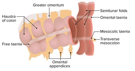 Colon Ciego Y Apéndice Anatomía Concise Medical Knowledge