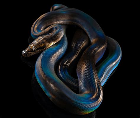 Is The Rainbow Python Real? Iridescent Pythons Explained - More Reptiles