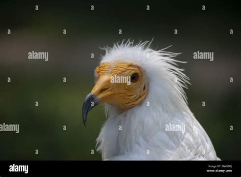 Close Up Photo Of The Egyptian Vulture Stock Photo Alamy