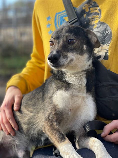 Adoption de Yurik Petit chien chien croisé petit région Île de France