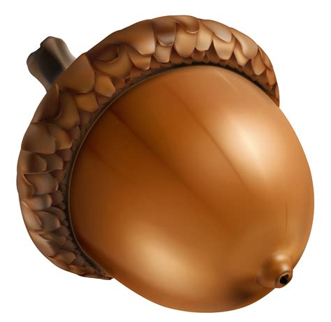 Free Acorn Cliparts, Download Free Acorn Cliparts png images, Free ...