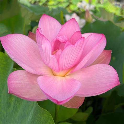 Ancient Chinese Lotus Early Bloomer