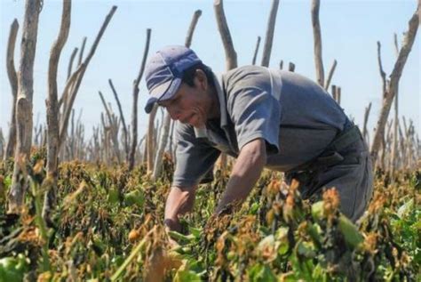 Jornaleros agrícolas esclavos en la modernidad global Tercera