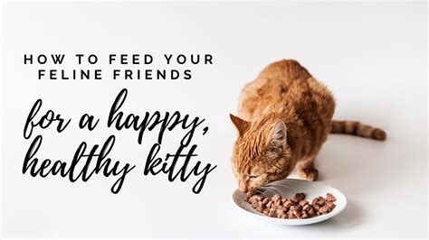 How To Feed Your Feline Friends Properly For A Happy And Healthy Kitty Cat Care Solutions