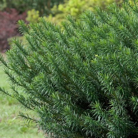 Yewtopia Plum Yew 2 Gallon Patio Lawn And Garden