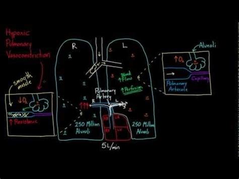 Hypoxic Pulmonary Vasoconstriction | Vasoconstriction, Hypoxic ...