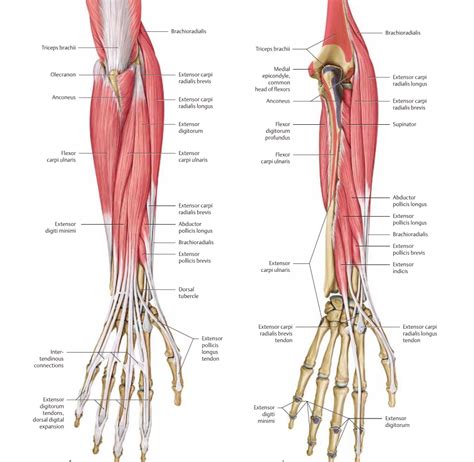 Muscles Of The Posterior Forearm Superficial View Learn, 54% OFF