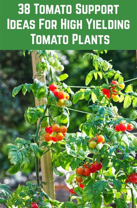 20 Vegetable Garden Tips Tomato Ideas Worth A Look Sharonsable