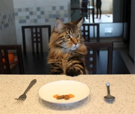 Питание кошек