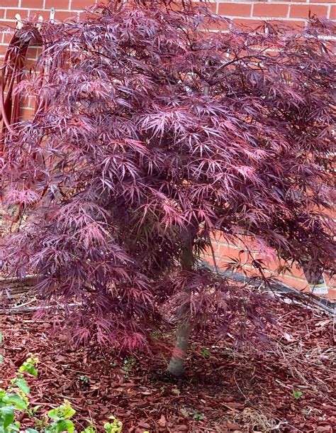 Ornamental Japanese Maple Small Ornamental Trees Zen Garden Design Ornamental Trees