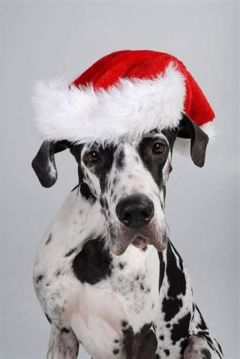 Toki The Great Dane In A Santa Hat Merry Christmas