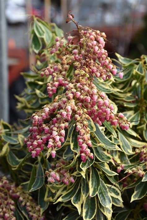 Passion Frost Japanese Pieris Pieris Japonica Ralto In Issaquah Seattle Bellevue Redmond