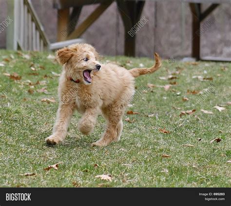 Mad Dog Image & Photo (Free Trial) | Bigstock