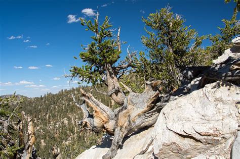 Ancient Bristlecone Pine Forest - Bonsai Tonight