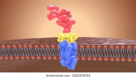 157 Angiotensin Receptor Blockers Images, Stock Photos, 3D objects ...