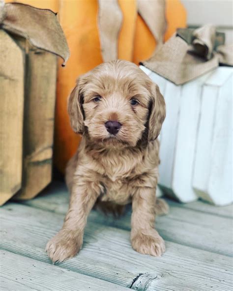 Peach 🍑 X Ollie — Coulee Labradoodles