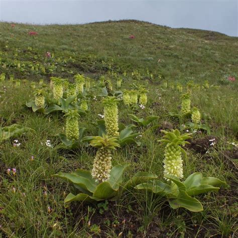 Eucomis autumnalis seeds - Buy online