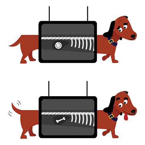 Dog X Ray Clip Art