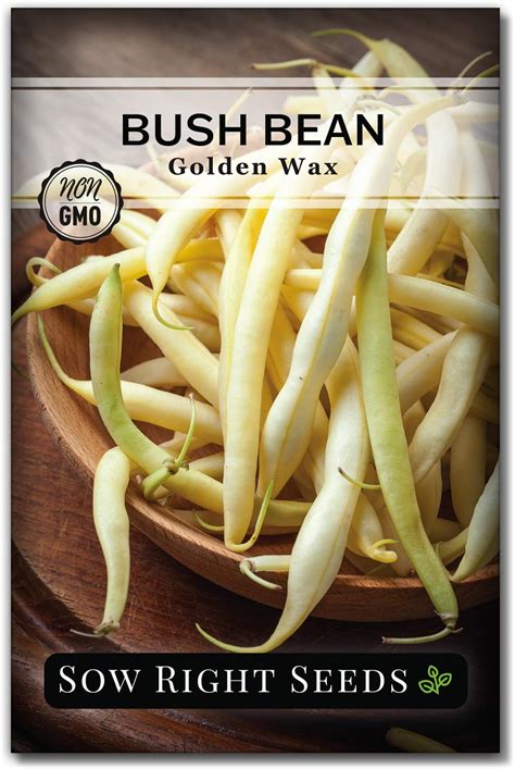 Goldrush Wax Bush Beans 1 Lb 1440 Seeds Non Gmo