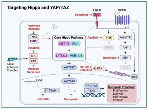 Cells Free Full Text Genomic Hippo Pathway Alterations And Persistent Yap Taz Activation