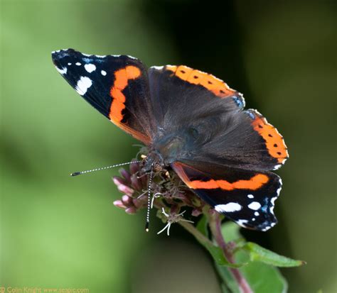 Postcards From Sussex Rewell Wood And Kithurst Hill