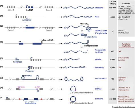 Linking Long Noncoding Rna Localization And Function Trends In