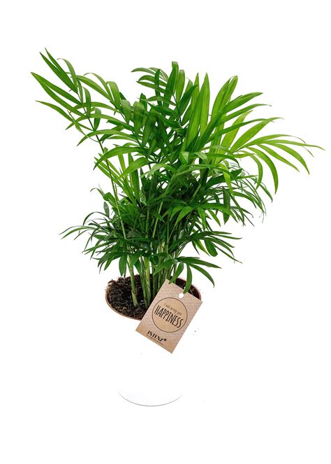 chamaedorea elegans parlour palm plantsandpapers